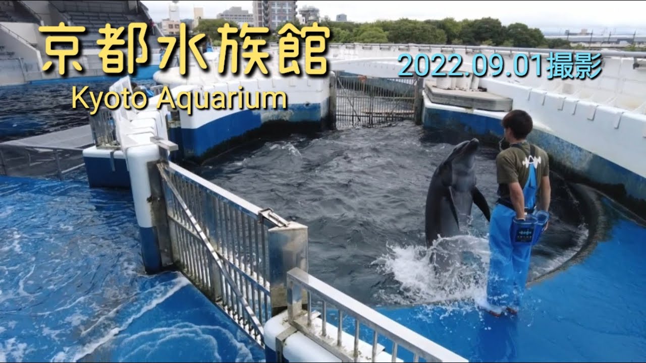 京都水族館 イルカ イケメン調教師 ペンギン クラゲ 4k Peat Papa Channel Youtube