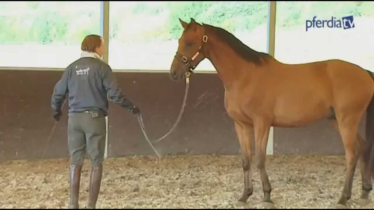 Jungpferde Ausbildung und Basis Wissen für alle Reiter! Cookie - 3 jährige Welsh Cob Wallach, Pony