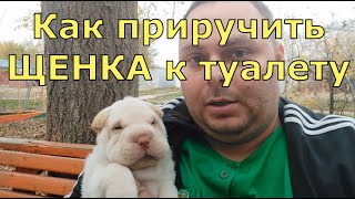 Как приручить ЩЕНКА к туалету на улице.