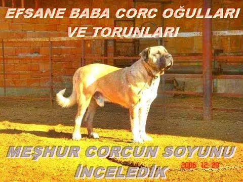 EFSANE BABA CORCUN OĞULLARI VE TORUNLARI YOK BÖYLE VİDEO