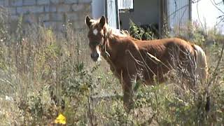 видео: ИДЁМ ЧЕРЕЗ ПОЛЕ ЗА ГРИБАМИ. СОБИРАЕМ ГРУЗДИ/ВАЛУИ В ЛЕСОПОСАДКАХ. БИМ, ТУЗИК, НАТАША ВЫГУЛИВАЮТ МАМУ картинка: ИДЁМ ЧЕРЕЗ ПОЛЕ ЗА ГРИБАМИ. СОБИРАЕМ ГРУЗДИ/ВАЛУИ В ЛЕСОПОСАДКАХ. БИМ, ТУЗИК, НАТАША ВЫГУЛИВАЮТ МАМУ