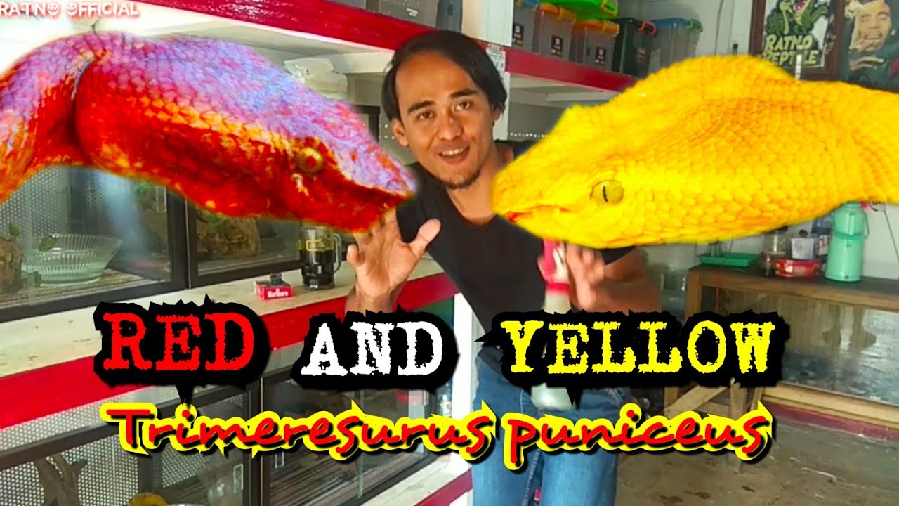 RED AND YELLOW PUNICEUS