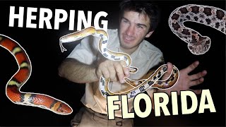 Finding TONS of Snakes on The Road in FLORIDA! (Herping Apalachicola National Forest Part 2)