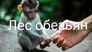 Лес обезьян. Убуд. Бали