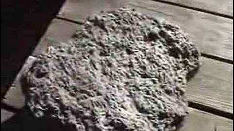 Introduction to Fossil Sea Shell BRACHIOPODS pt 4 of 4