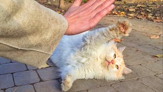 Smartest Stray Cat Gives Me High Five and Asks to Take Him Home