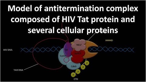 Model of antitermination complex composed of HIV Tat protein and several cellular proteins
