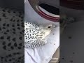 لحظات موت صقر ساعات الموت مؤثر 