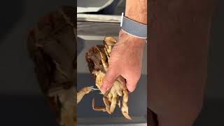 My favorite crab facts #chesapeakebay #crabs #bluecrabs