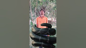 🪱इच्छाधारी नागिन /Echhadari nagin/youtubeshorts//nagin #naagin #bhakti #mahadev #ytshorts #viral