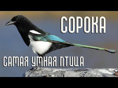 Сорока - самая умная птица (Птицы России) Фильм 70