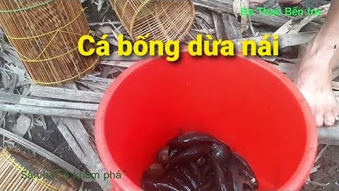 Đặt lộp cá Bống dừa mồi ốc Pháp cá đầy rổ. Ba Thạo Bến tre