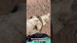 Atoun Deve Versiyonu