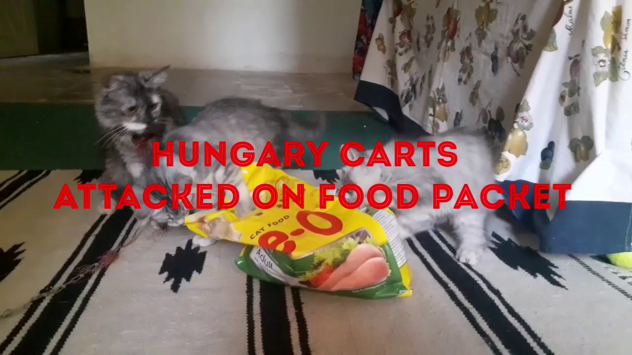 Hungry cats attacked on food packet. 
