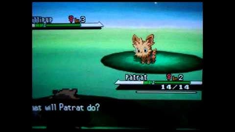 Random shiny patrat in Pokemon Black