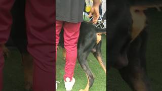 Tall doberman at dog show #doberman #dog #ghdogtv #shorts