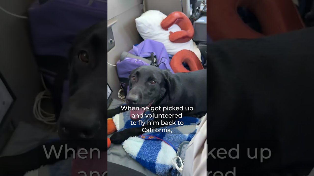 2025 Rachael Ray Rescue Brigade Meet Winston