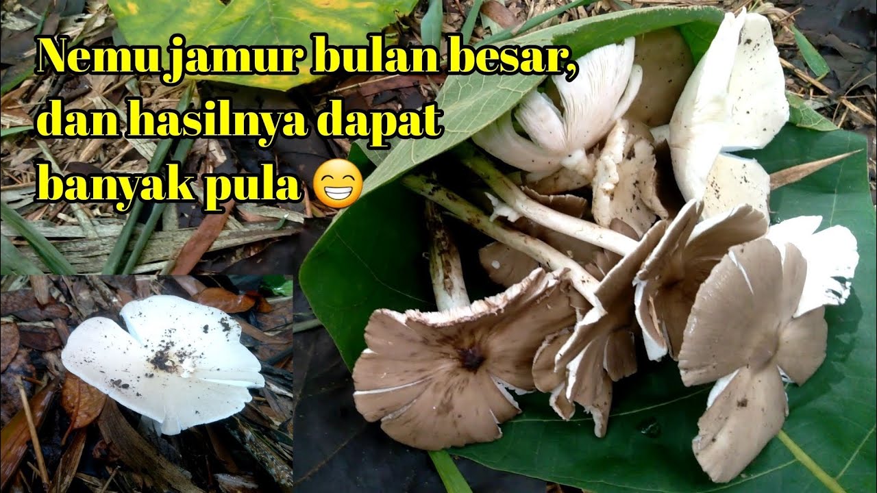 Mencari jamur, jamur baratnya dapat banyak, coy 😁 @erekmancing 