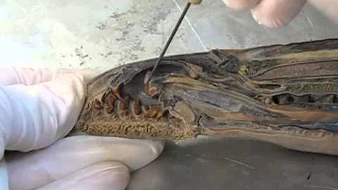 Lamprey