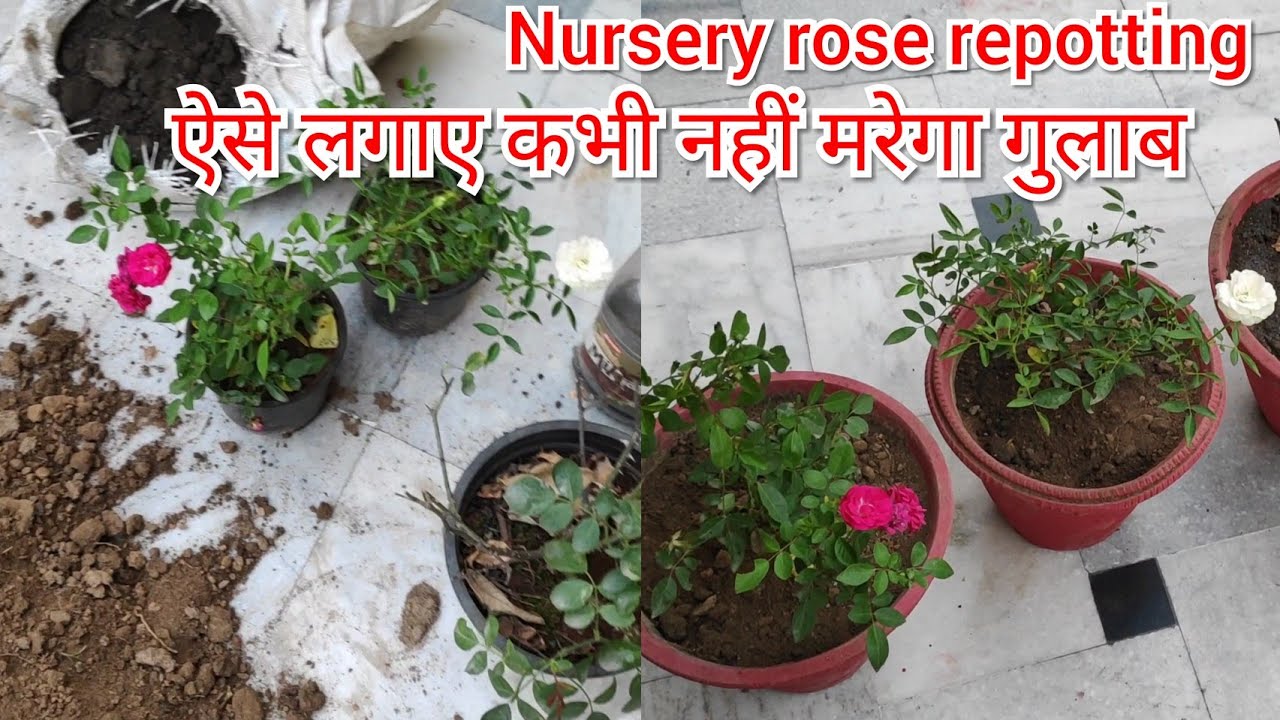 Nursery rose plant repotting n soil mixture, नर्सरी से लाए गुलाब को कैसे लगाए 😊👍