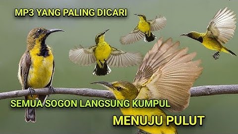 suara pikat sogon terbaru khusus untuk yang susah turun