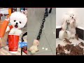Tik Tok Chó Phốc Sóc Mini | Funny and Cute Pomeranian Videos #23