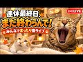 【ライブ】シルバーウィーク最終日！みんなでまったり過ごしませんか？🦍🦍🦍🍂