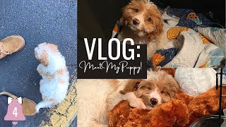 VLOGMAS DAY 4: VLOG: ROADTRIP TO PICK UP MY NEW CAVAPOO PUPPY! | Liallure