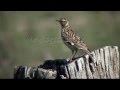 woodlark, lullula arborea, erdei pacsirta, heidelerche