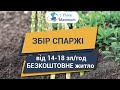 Робота у Польщі 2021 - Працівники на збір спаржі. Три Максимум - робота за кордоном