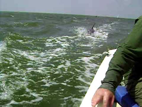 Sailing with Dolphins on Texas 200 in 2009