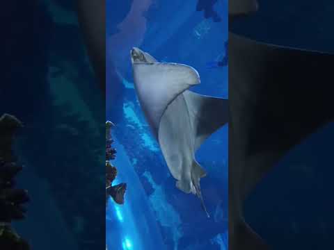 Dubai Aquarium – Underwater Zoo