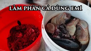 Làm Phân Cá Dùng EM Men Vi Sinh Toan Trinh bác sĩ cây trồng bệnh cây trồng trồng rau trồng cây