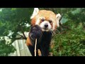 사과로 장난쳤을 때 맹수의 반응   | 에버랜드 판다월드(baby panda)