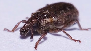 Scouting & Decision-Making for Annual Bluegrass Weevil Adults
