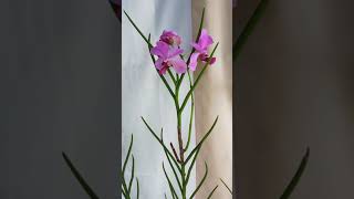 Download Lagu Vanda douglas yang rajin berbunga ❤️ MP3