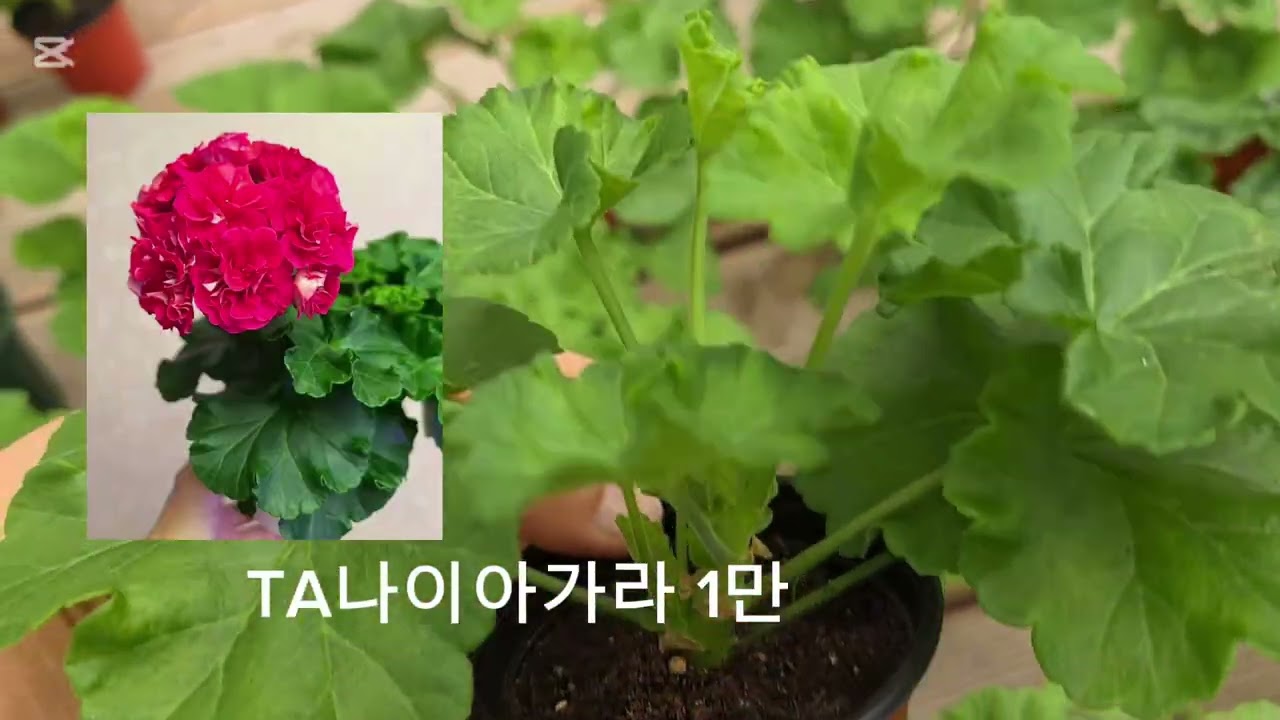 제라늄 분양합니다                           천천히보시고 문자남겨주세요 010-8302-1819 