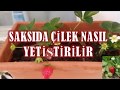 Download Evde saksıda çilek yetiştirme Evde saksıda çilek yetiştirme