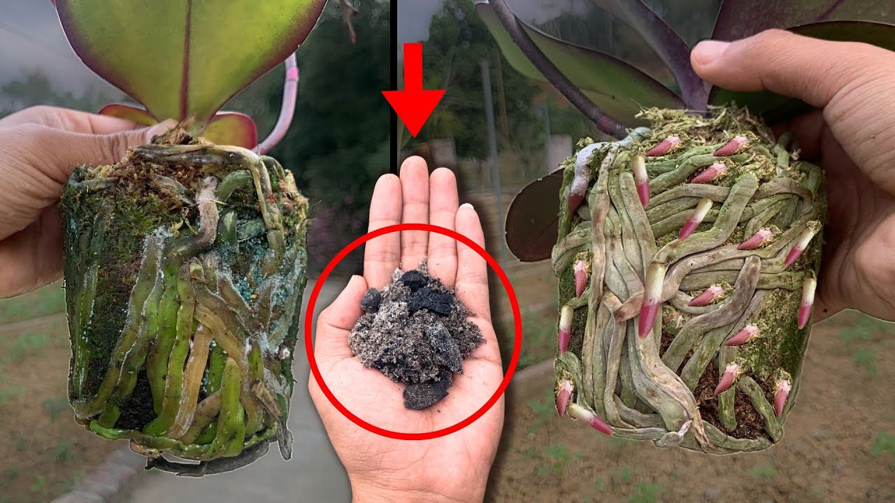 Miraculously, it instantly revives dry orchid roots