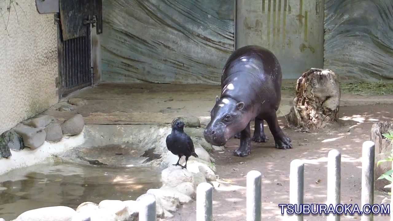 恩賜上野動物園 コビトカバ Youtube