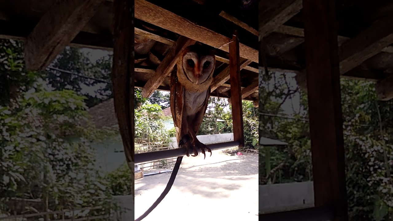 Burung langka 