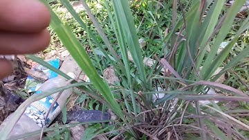 Bài thuốc dân gian trị bệnh hói đầu và rụng tóc hiệu quả rất tốt - hiếu channel