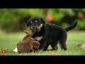 Funnydogawwaby dogs  cute and funny dogs compilation 34  aww animals