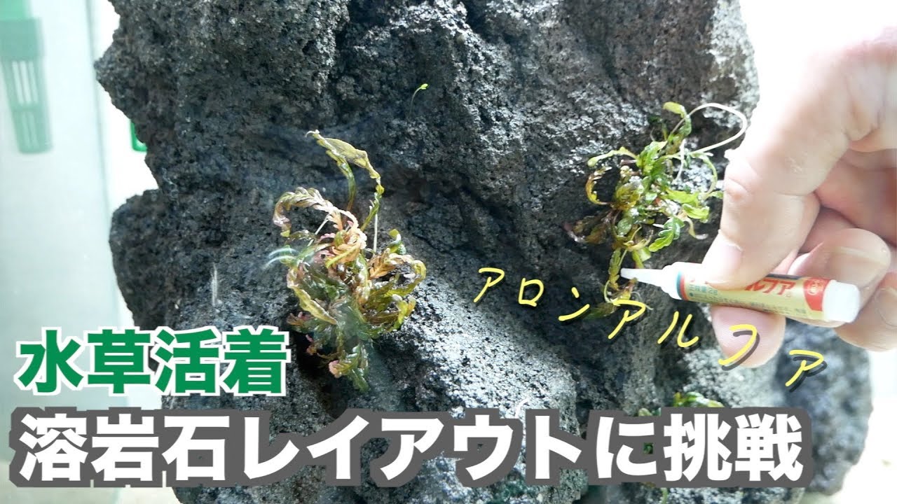 アクアリウム 溶岩石を使ったレイアウトに挑戦 2 Youtube