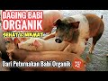 PETERNAKAN BABI ORGANIK DI BALI - ORGANIC PORK MEAT (PART 2/2)