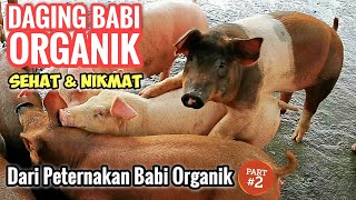 PETERNAKAN BABI ORGANIK DI BALI  ORGANIC PORK MEAT (PART 2/2)