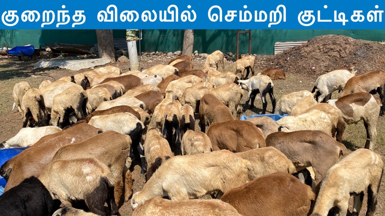ரூ 5000 முதல் வளர்ப்பு செம்மறி குட்டிகள் | Sheep kids - YouTube