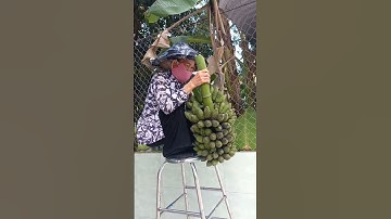 Hạ quài chuối sứ - Cô gái mặc áo bà ba dễ thương