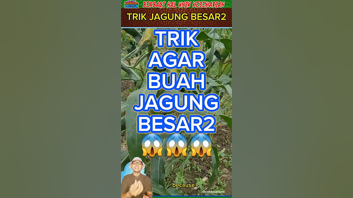JAGUNG JADI BESAR-BESAR