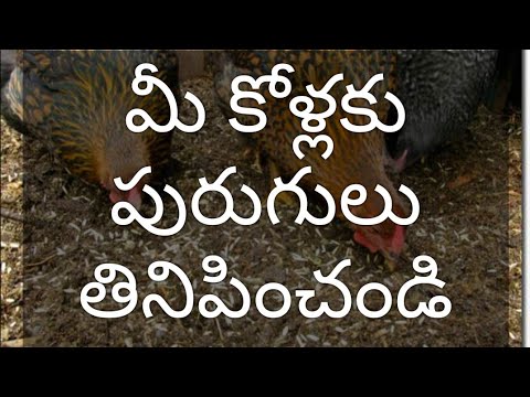 insects farming for chickens